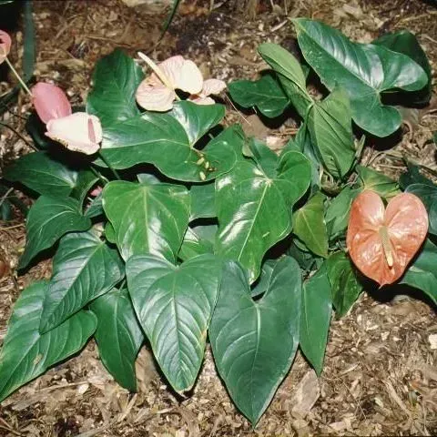 thumbnail for publication: Anthurium spp.: Tailflower, Flamingo Flower, Anthurium